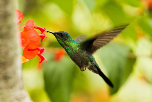 Ratio for Hummingbird Nectar
